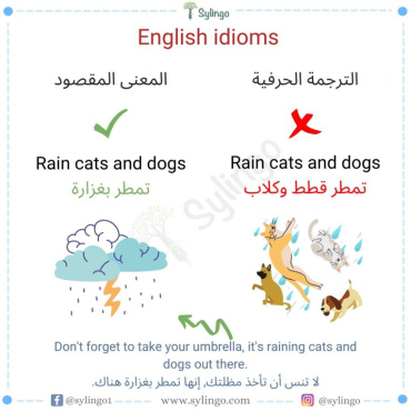 Rain cats and dogs