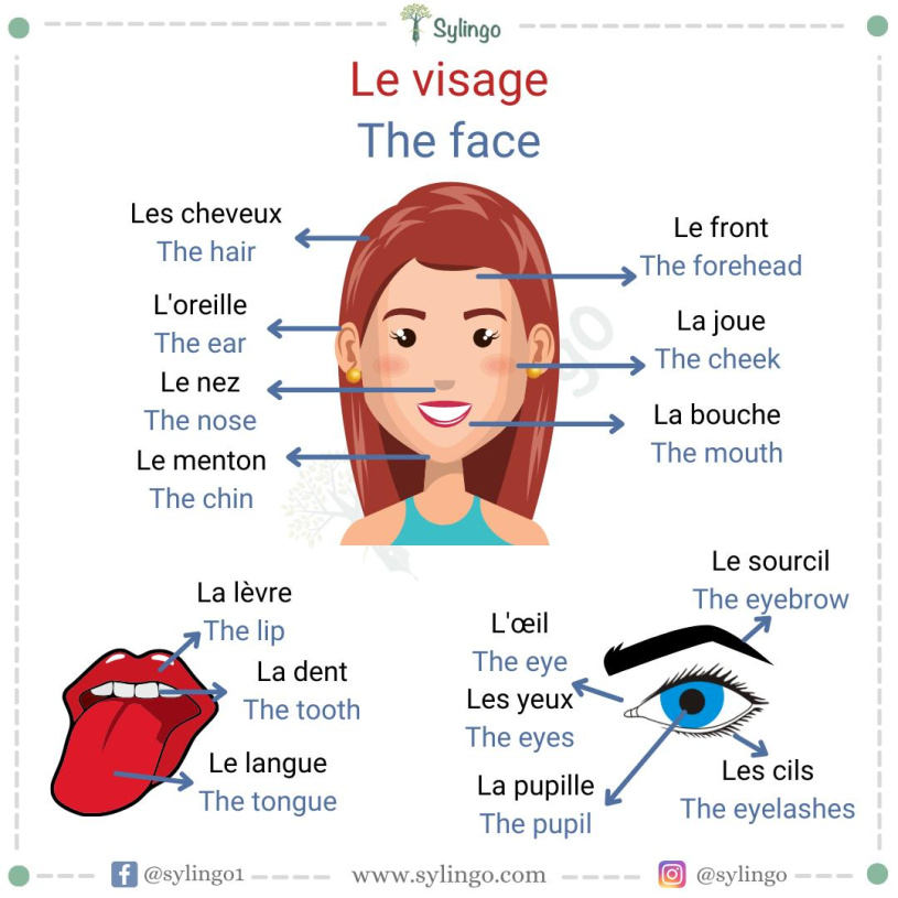 Le Visage - The Face