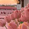 User_125330