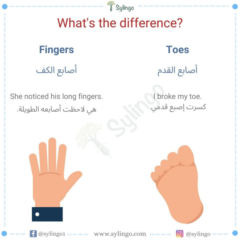 الفرق بين Fingers و Toes