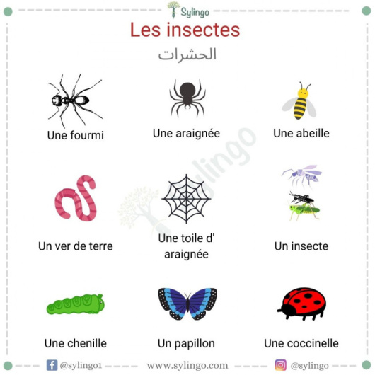 Les insectes