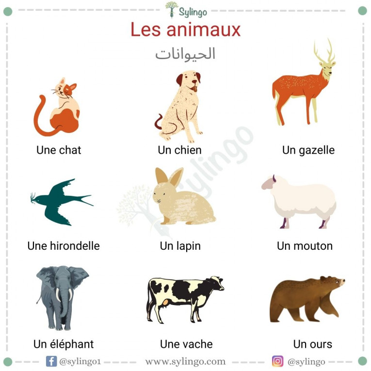 French vocabulary | Sylingo