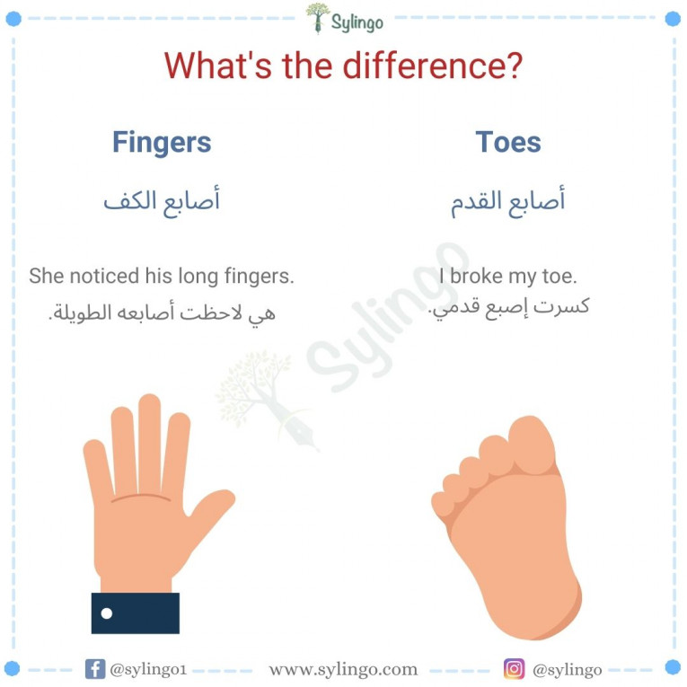 الفرق بين Fingers و Toes