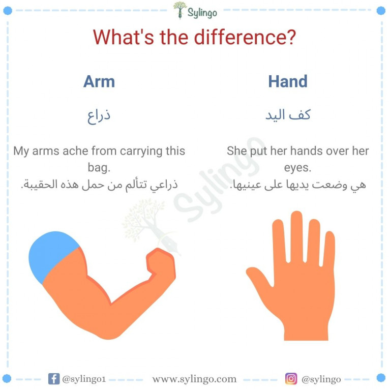 الفرق بين Arm و Hand