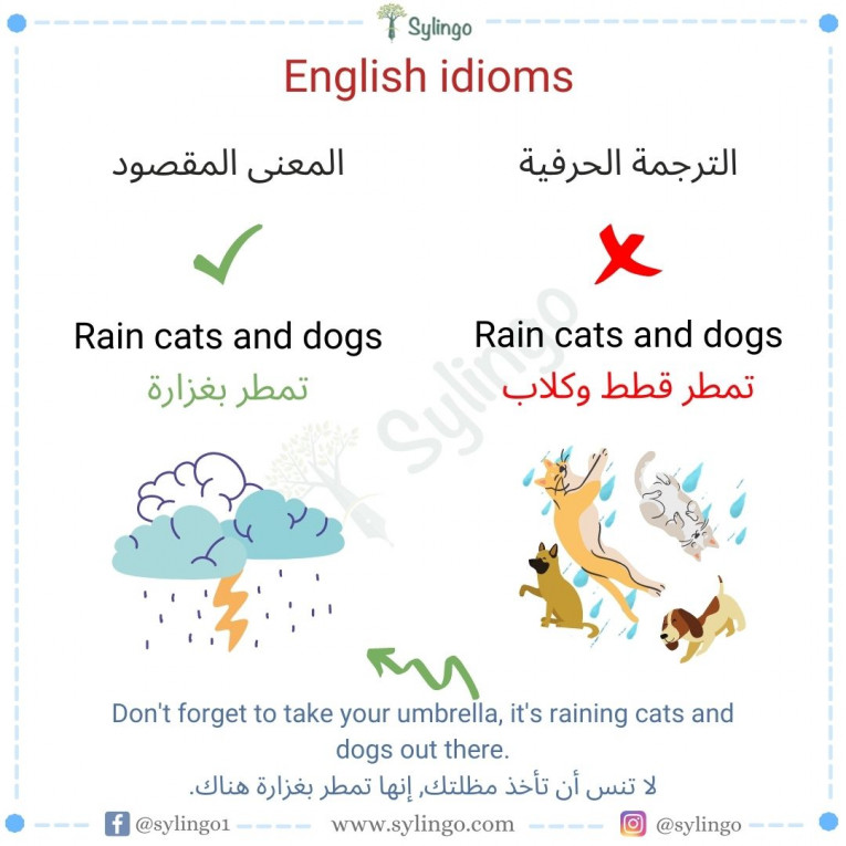 Rain cats and dogs